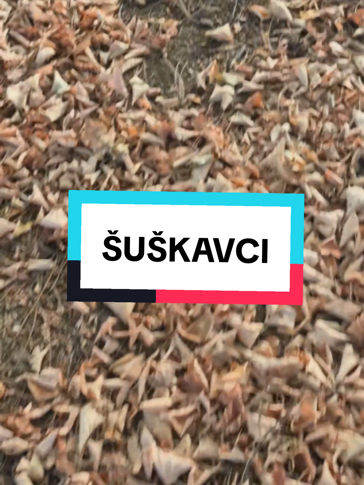 @Slavonska Televizija