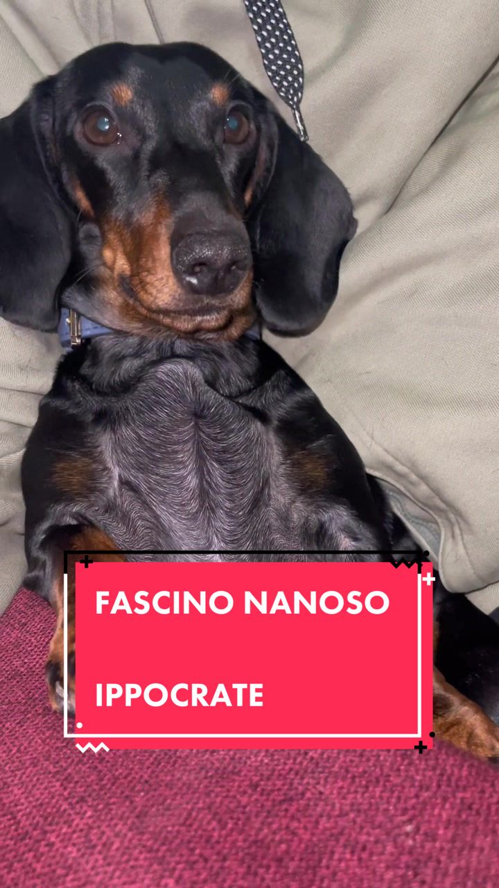 @Ippo_ettore_bettino BASSOTTI