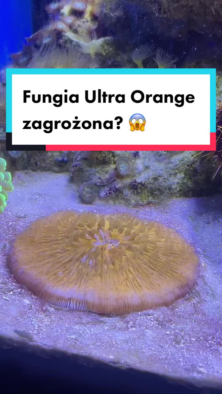 @Aquarista