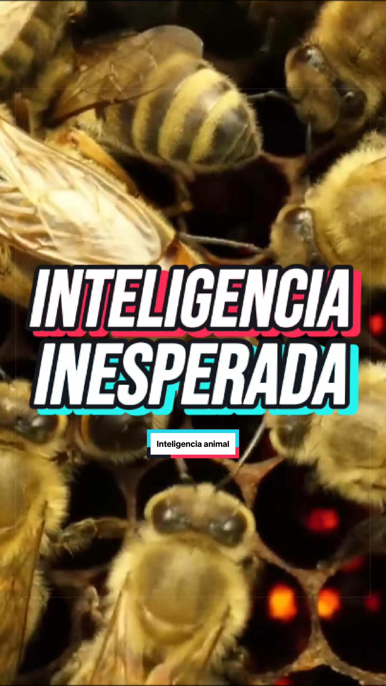 @ArchivoXtra&ntilde;o