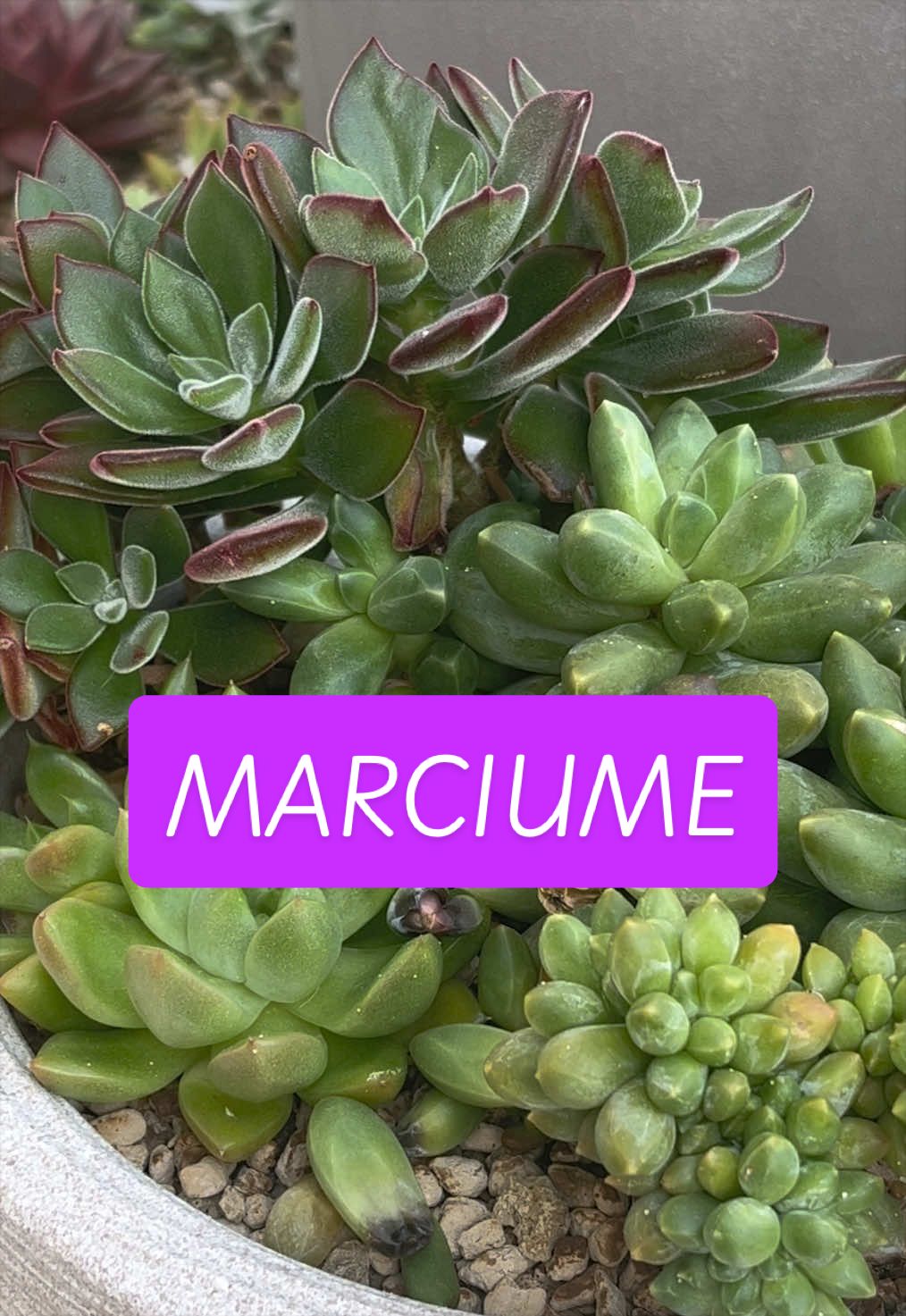 @piccole.spine.felici 🌵