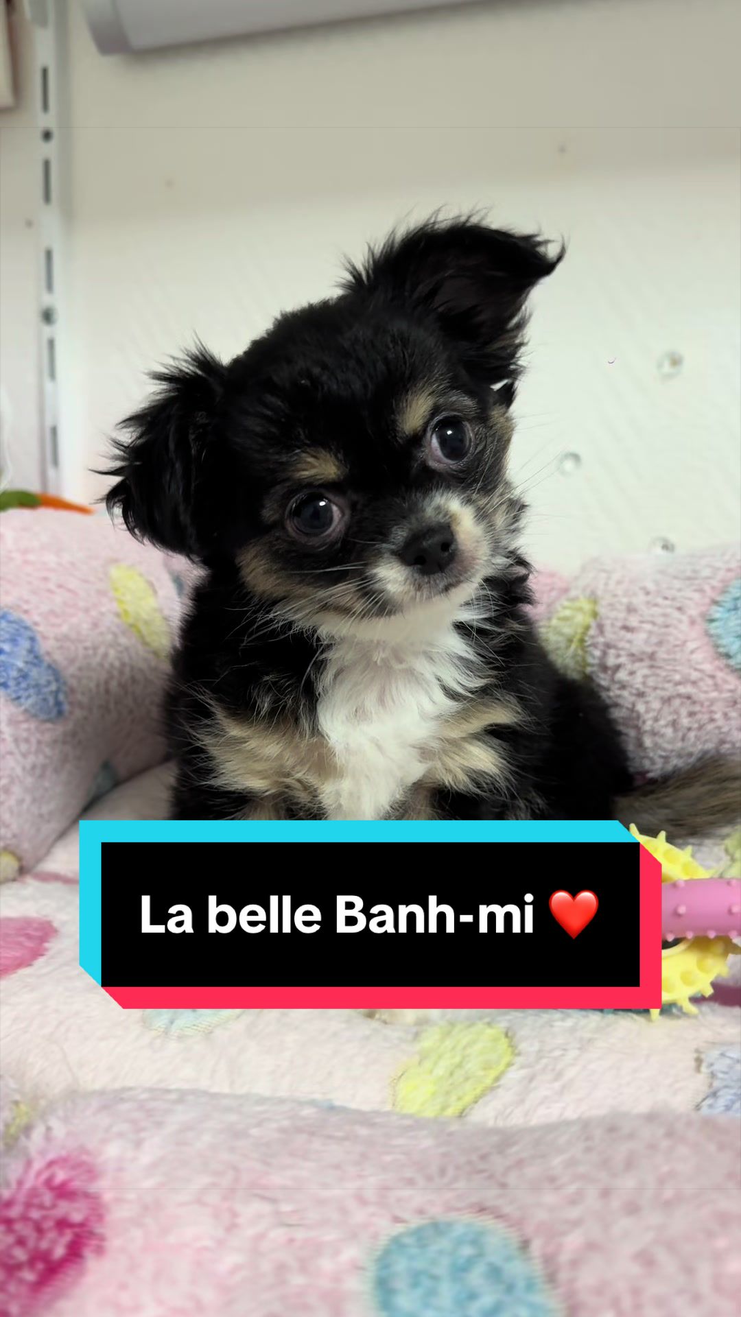 @óla_chihuahua