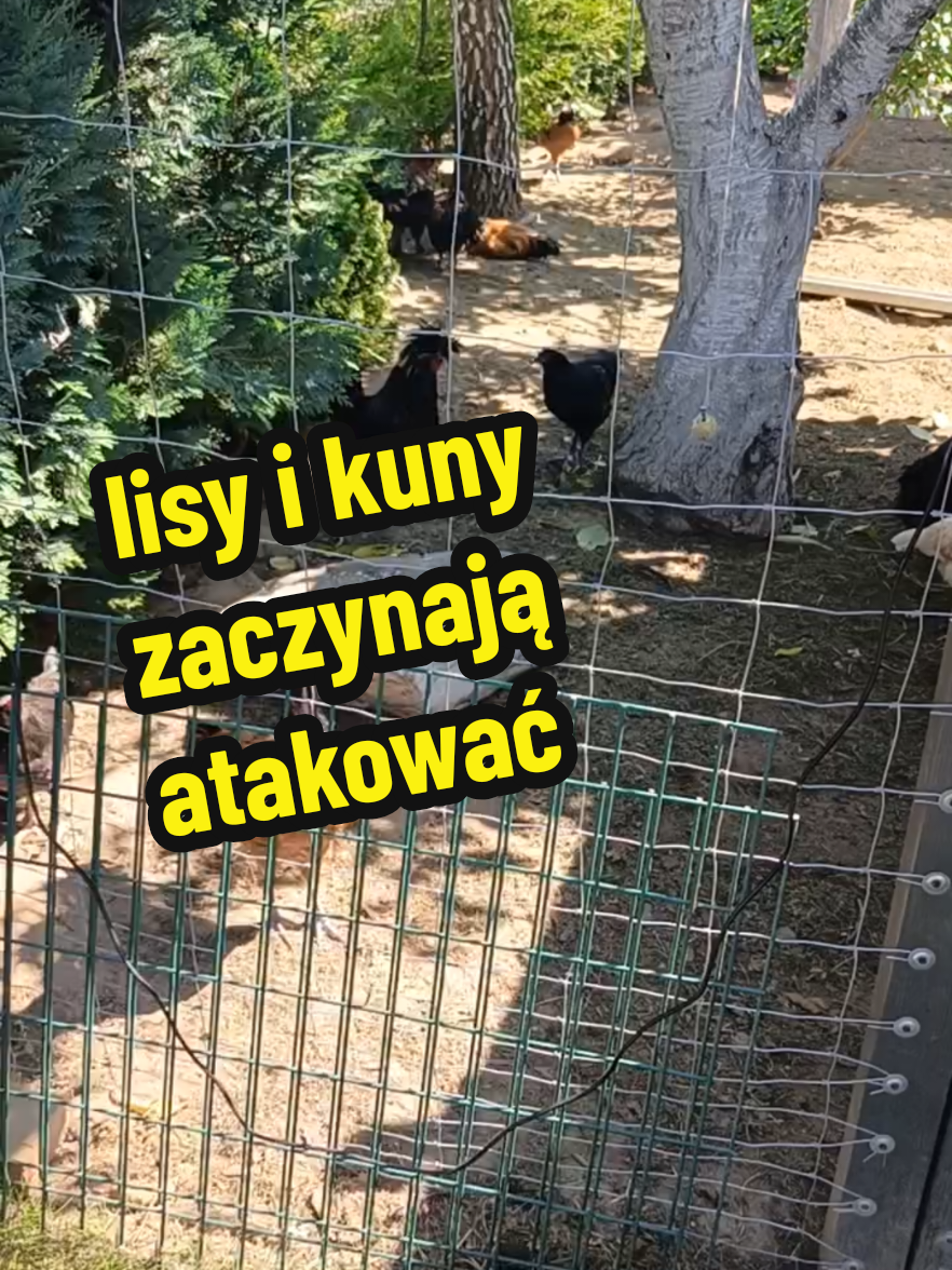 @Marcin ogrodnik