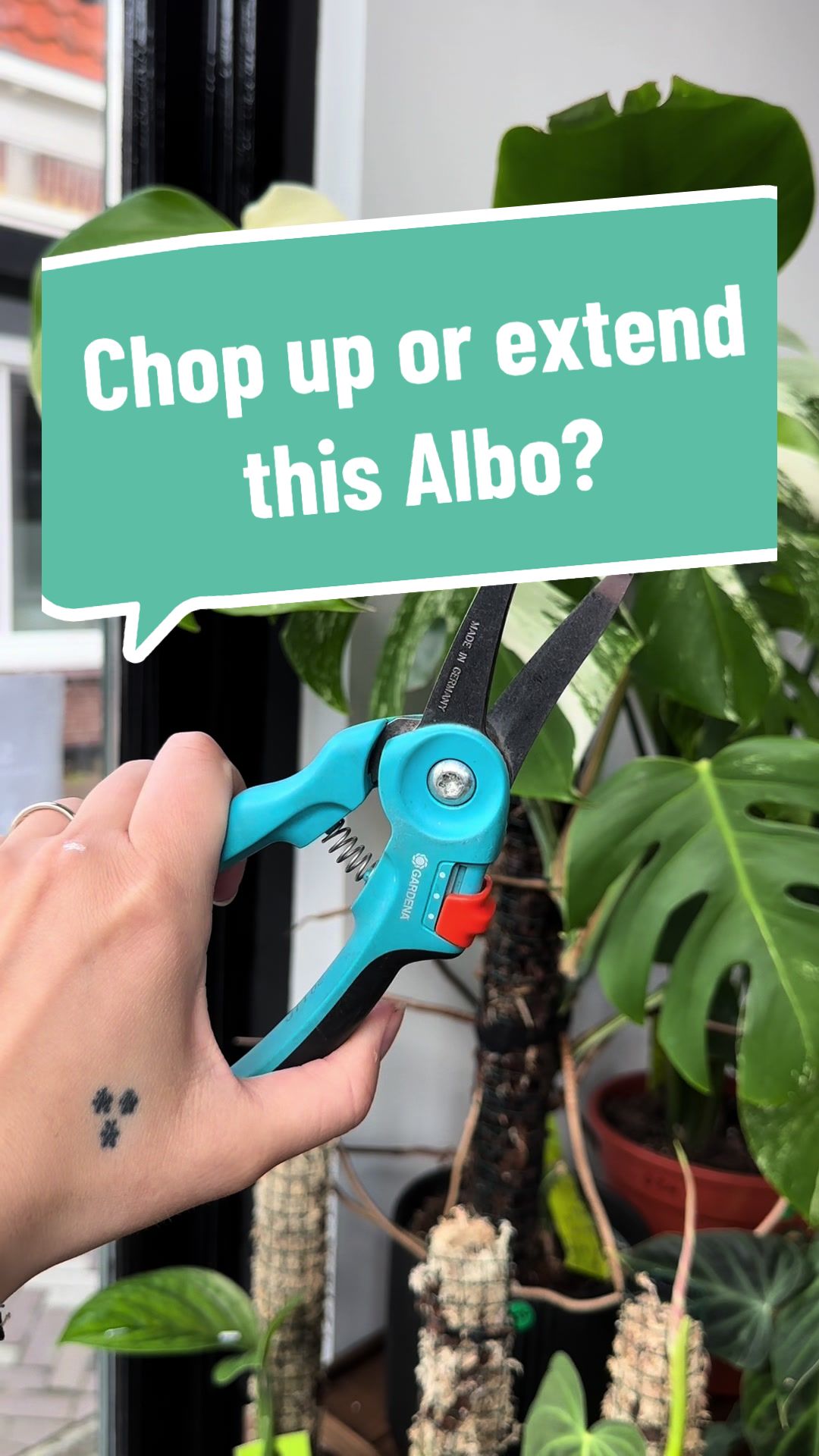 @BMBOplants