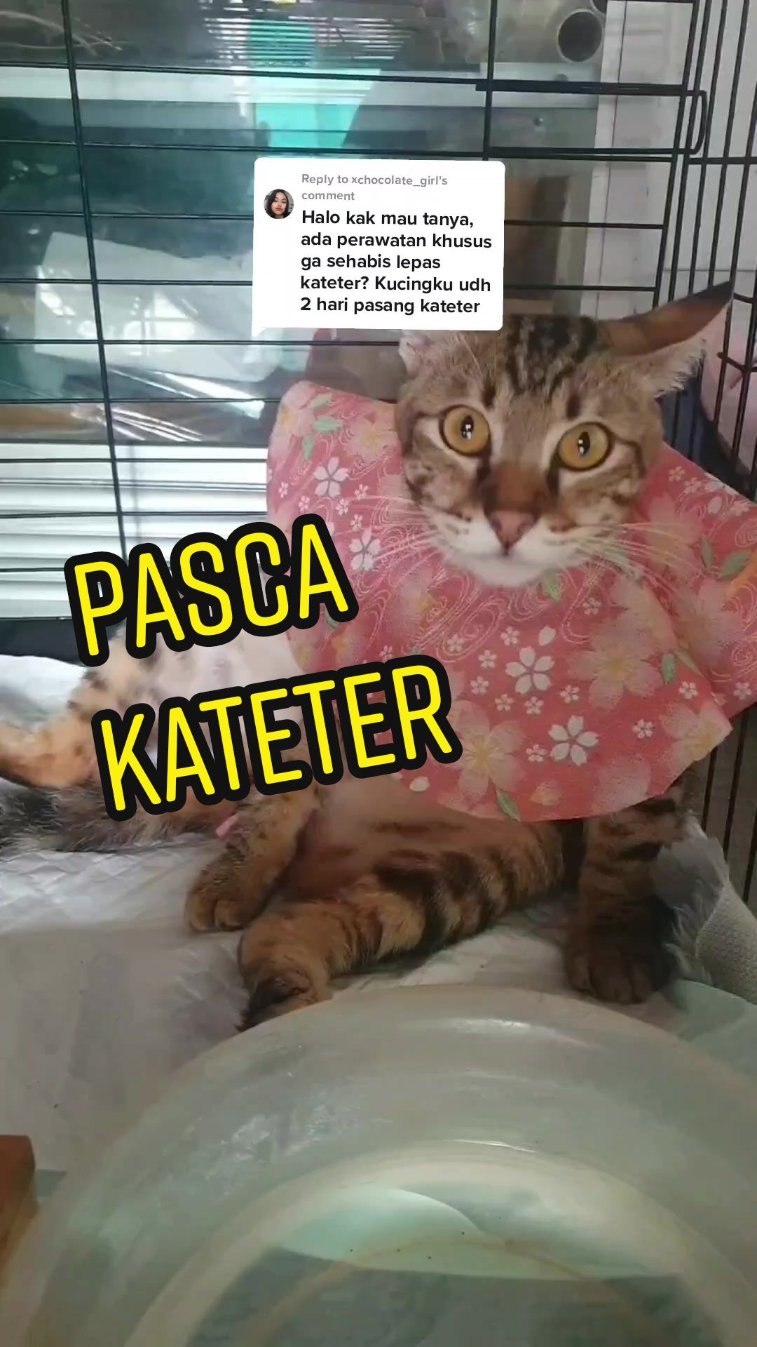 @kucingnyalingga🍉