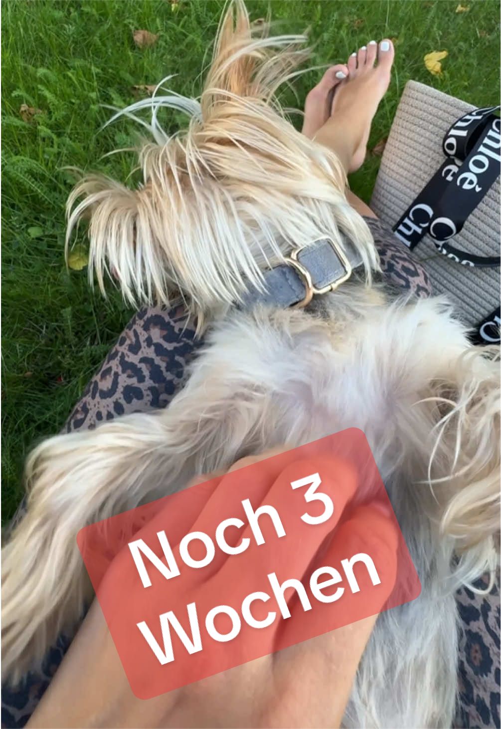 @MeineYorkieVibes
