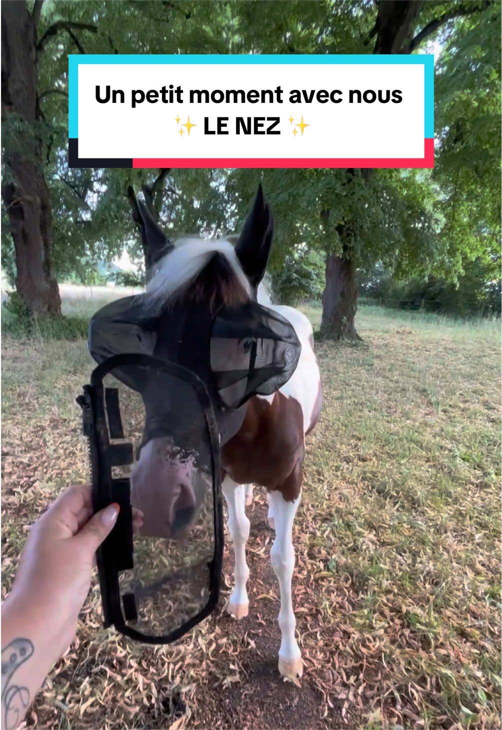 @mon poney pie