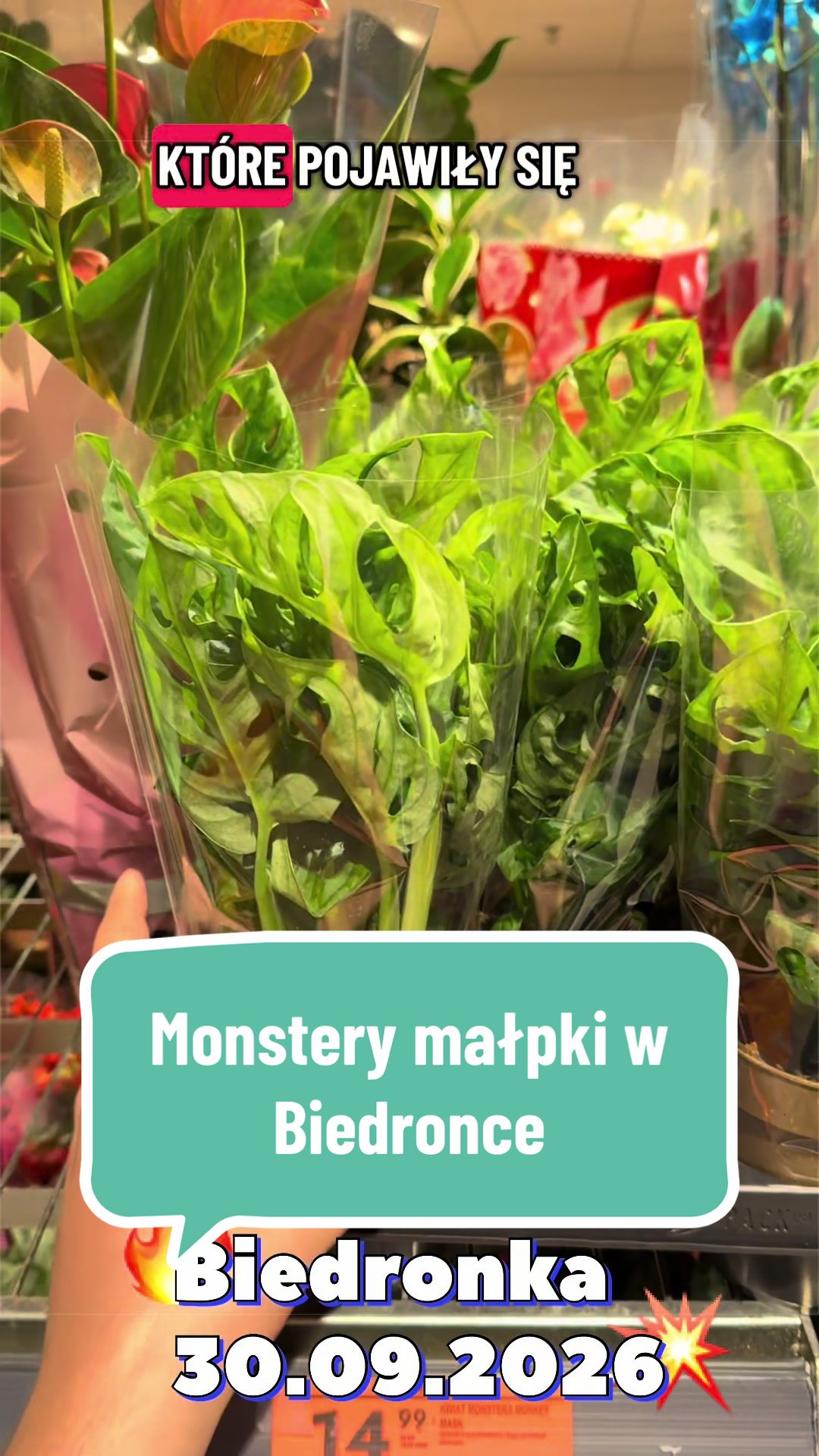 @maciej.plants