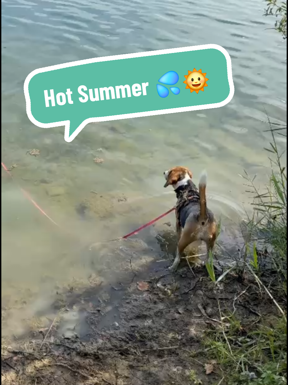 @BeagleTrifftBerner
