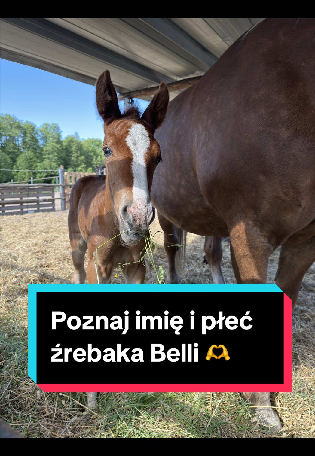 @Stado_Belli