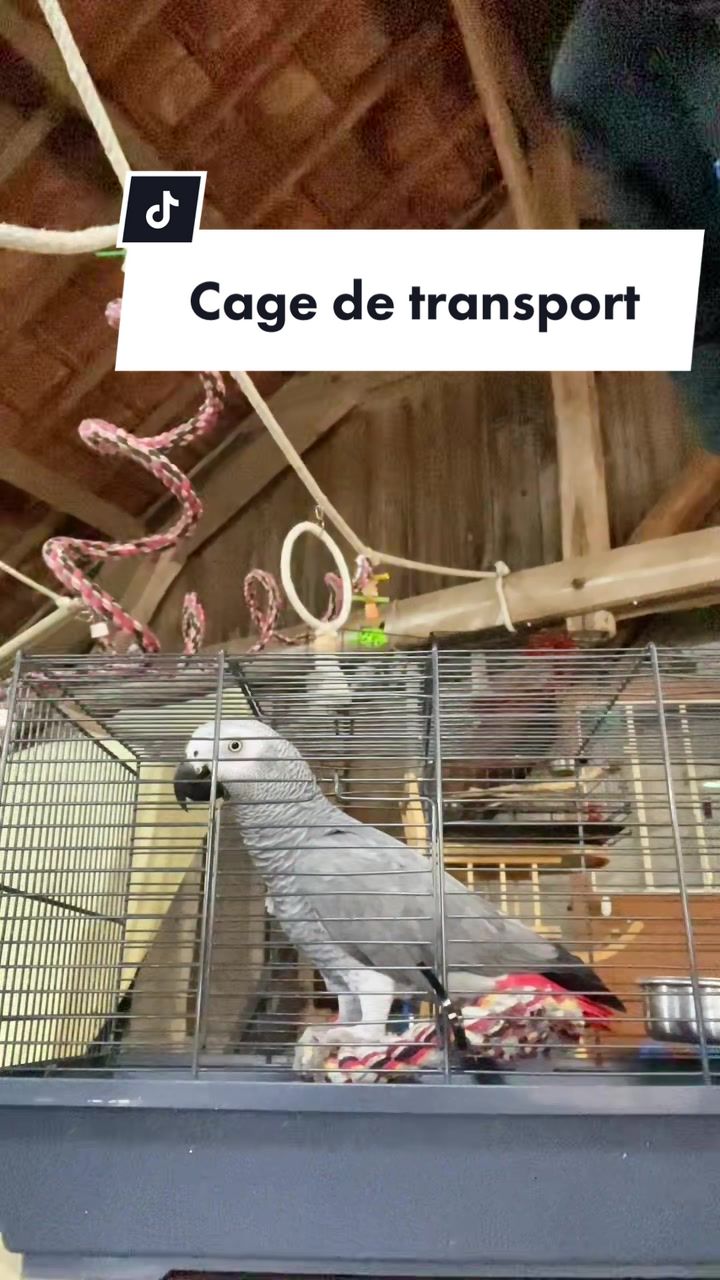 @(C&eacute;lia)BeHappyWithParrots🦜