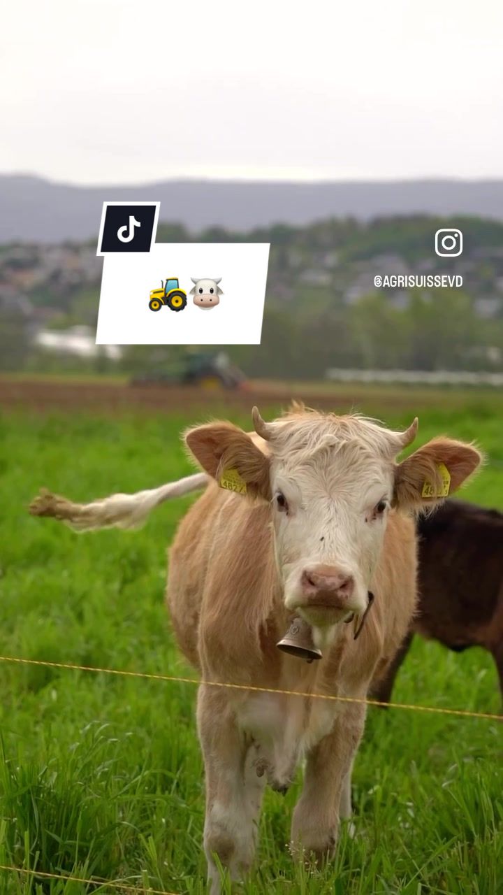 @AgriSuisse