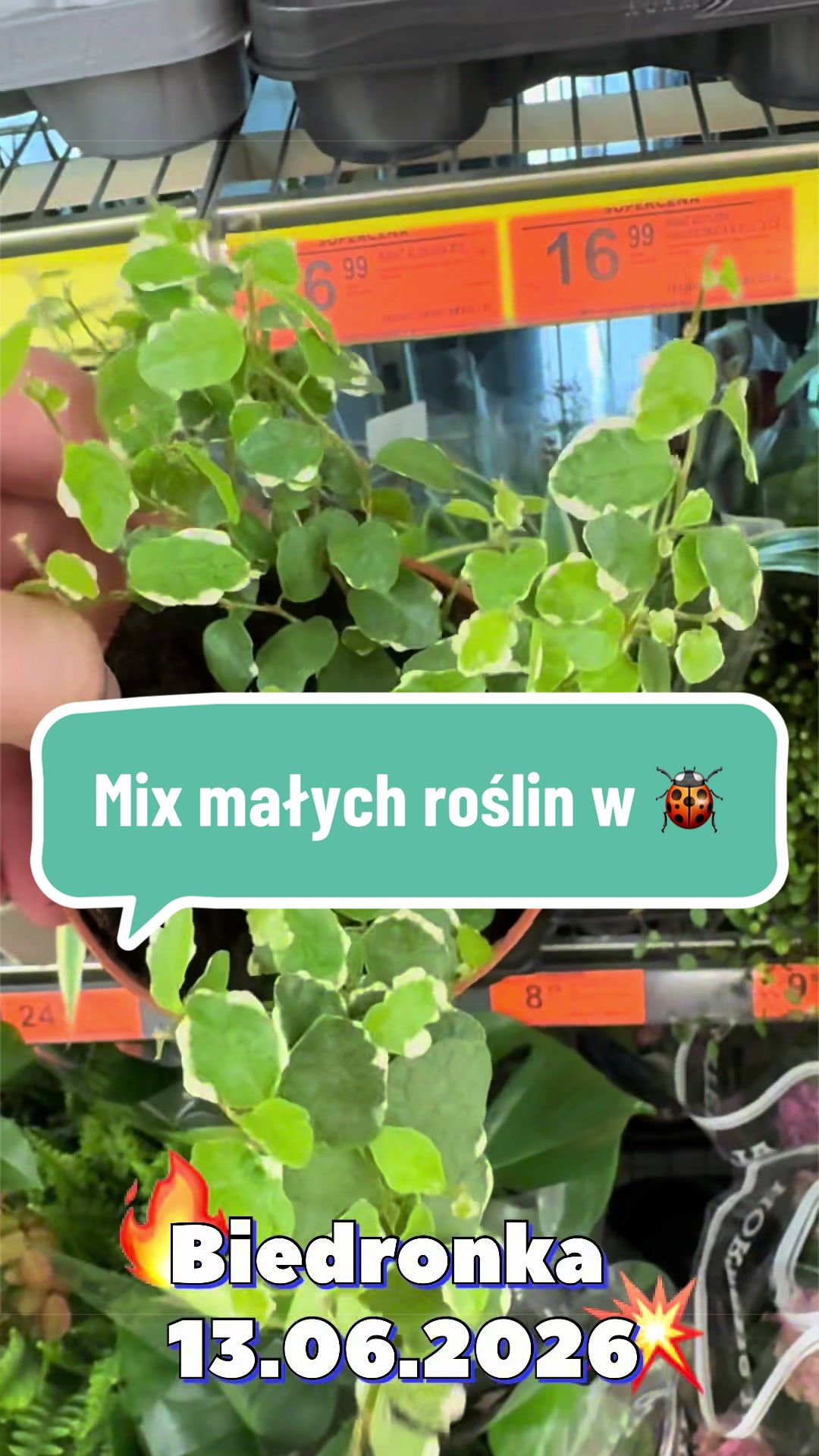 @maciej.plants