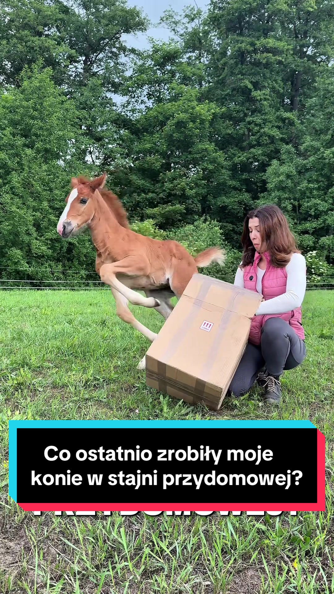 @Stado_Belli