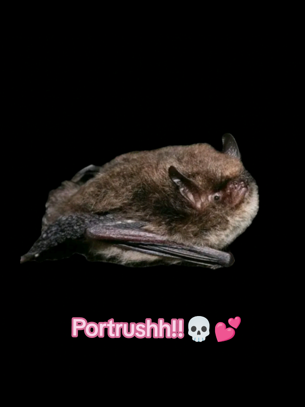 @🦇👻⦻𝐿𝑖𝑙𝑦 𝑙𝑢𝑛𝑑𝑦⦻👻🦇