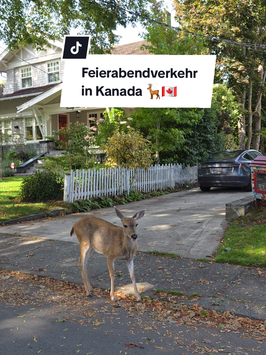 @aifs_auslandsaufenthalte