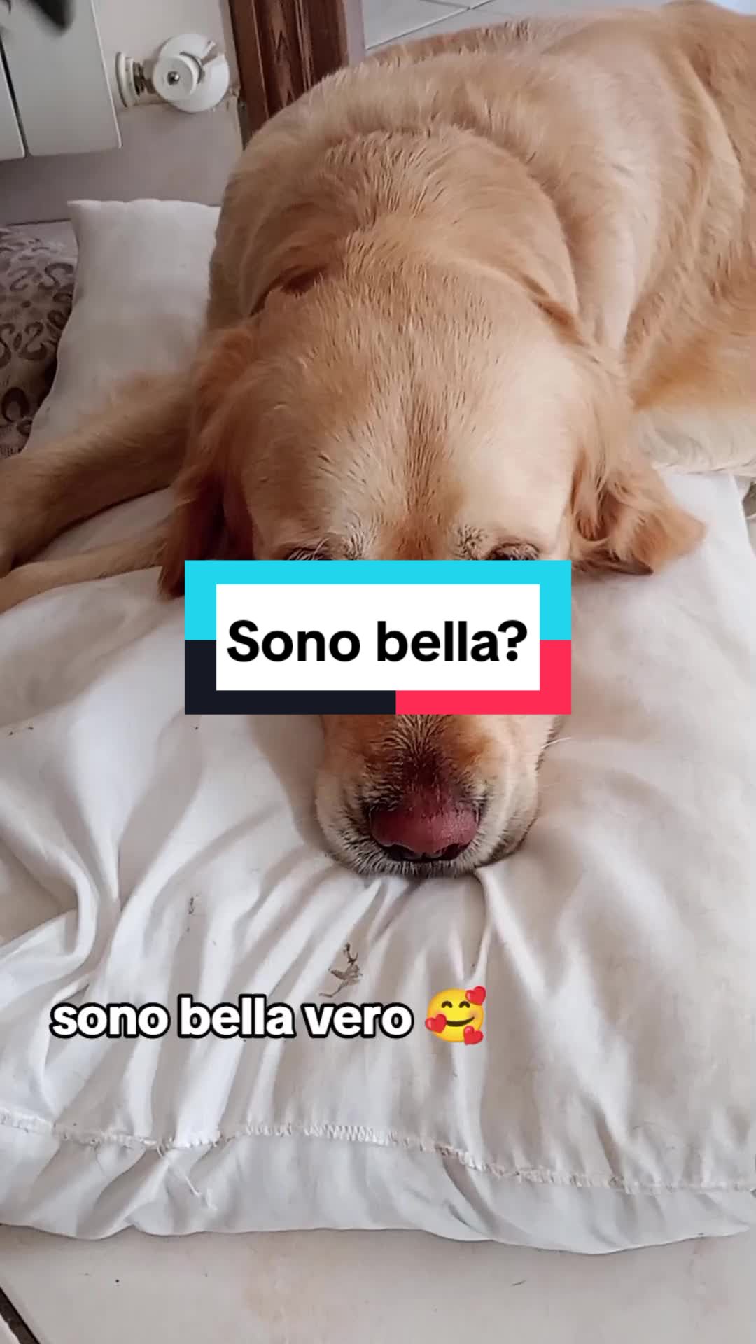 @Whisky&Jenny Golden retriever