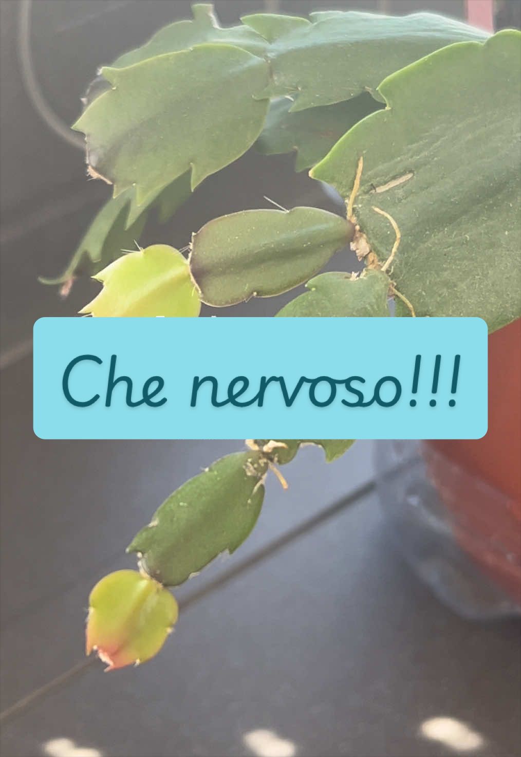 @piccole.spine.felici 🌵