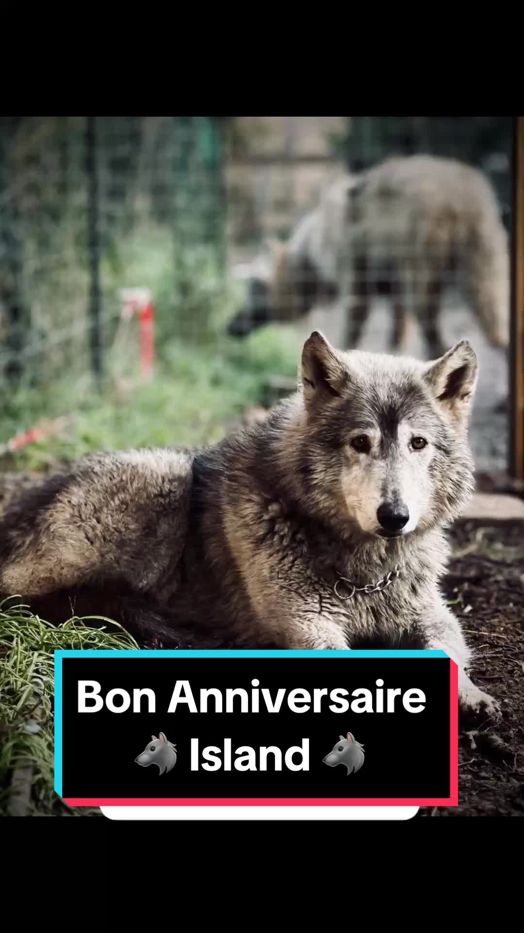 @🐺 Ragnar_et_sa_meute 🐺