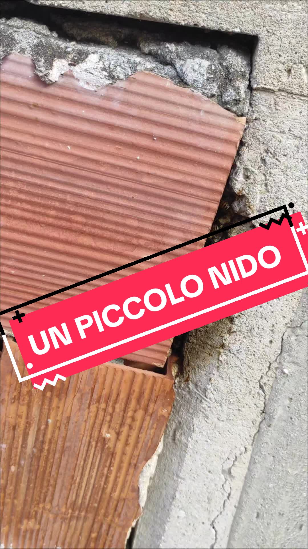 @Apicoltura Coppola