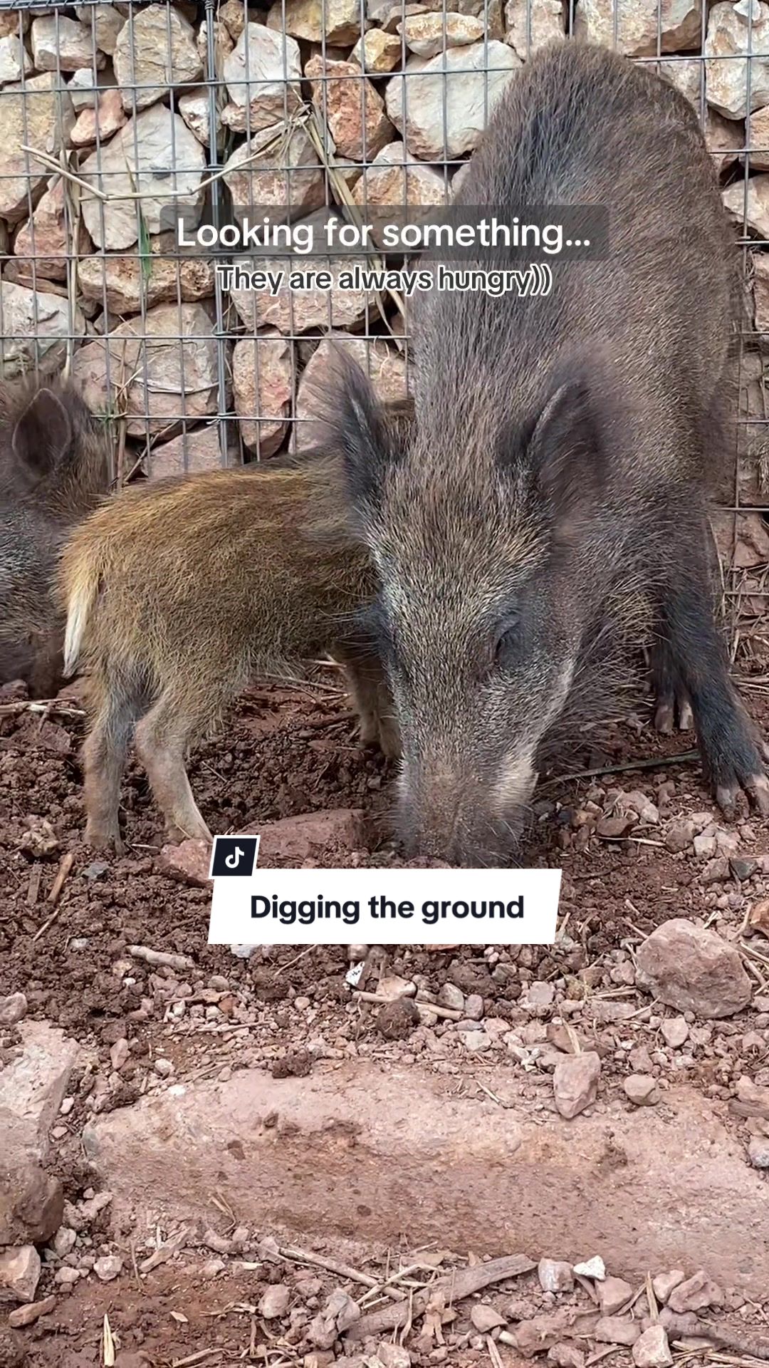 @Cute Boars