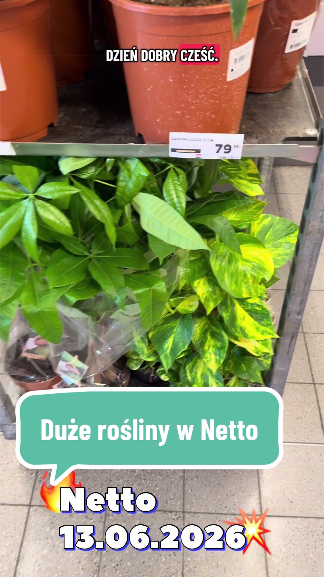 @maciej.plants