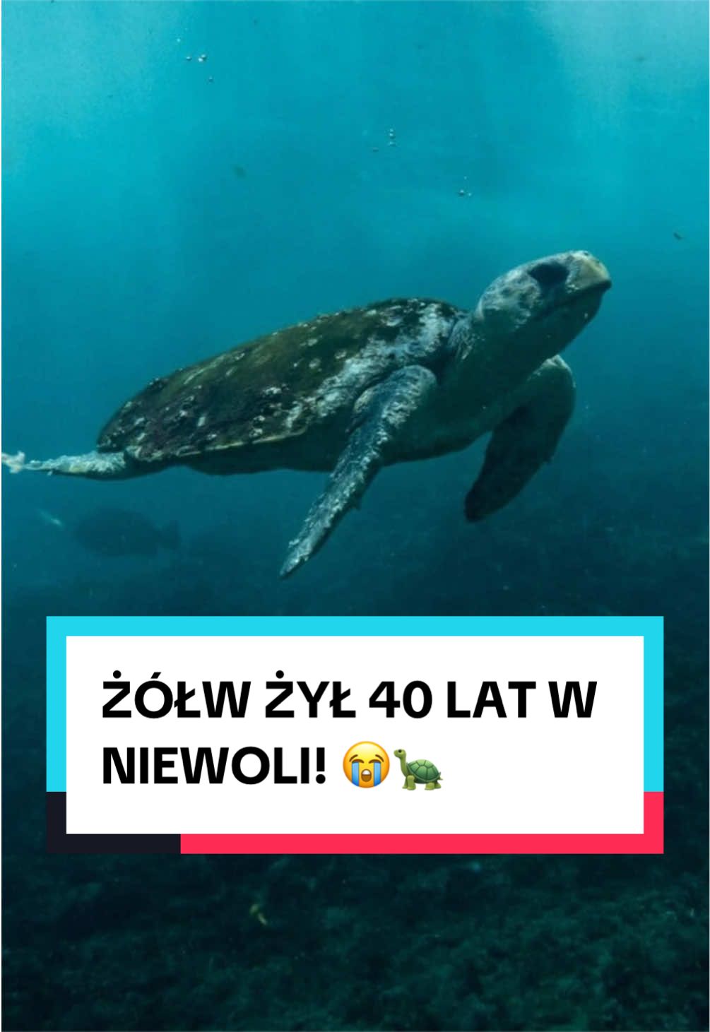 @pandawojtekyt