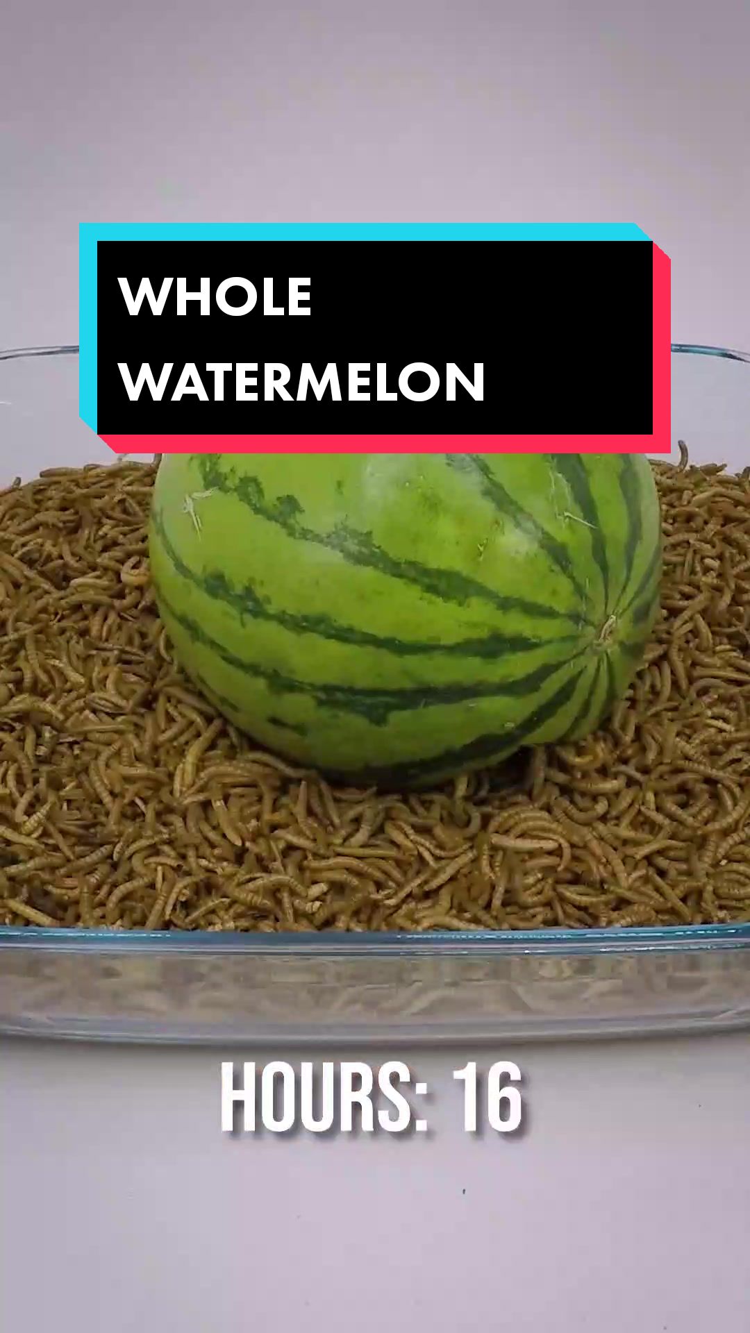 @wormlapse