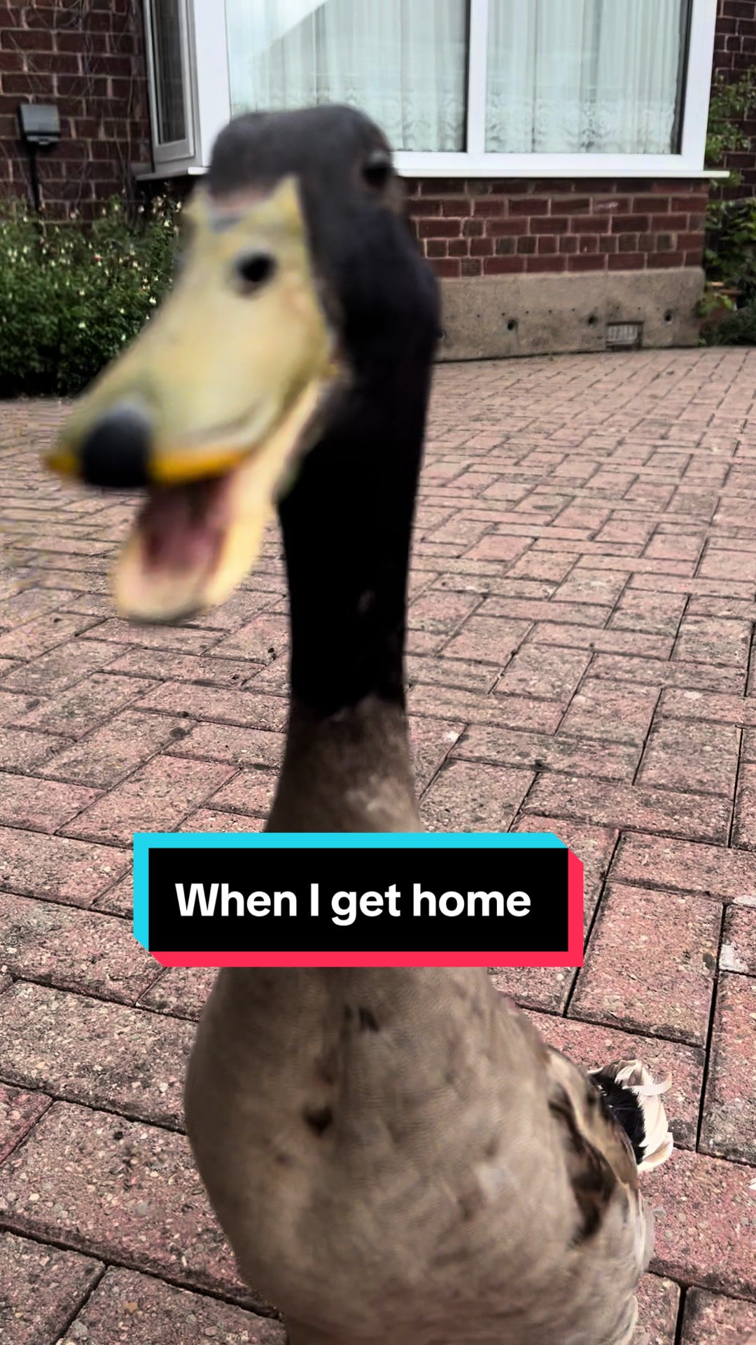 @Crazy Duck UK