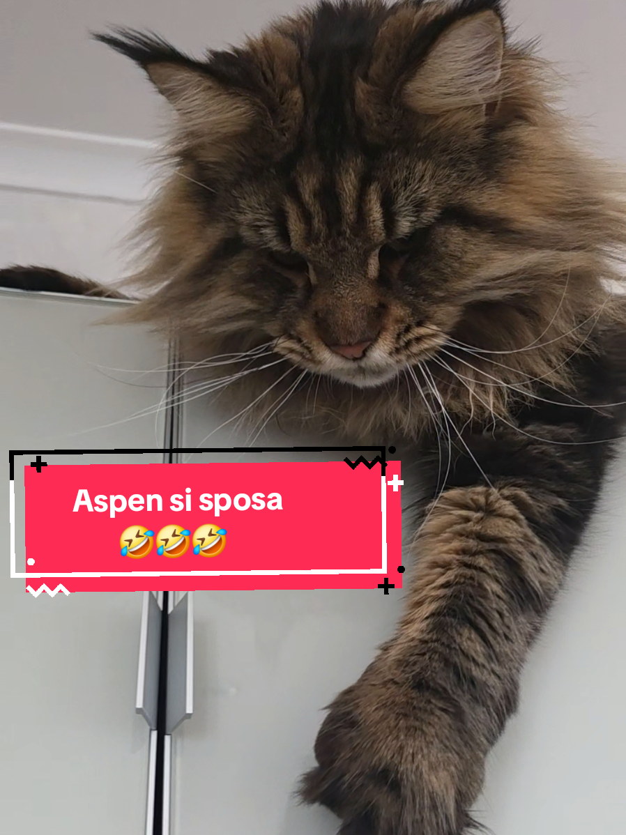 @🐾Aspen🐾