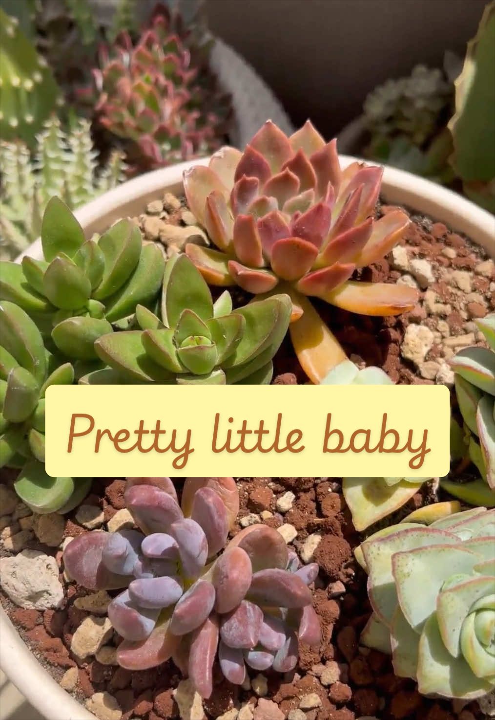 @piccole.spine.felici 🌵