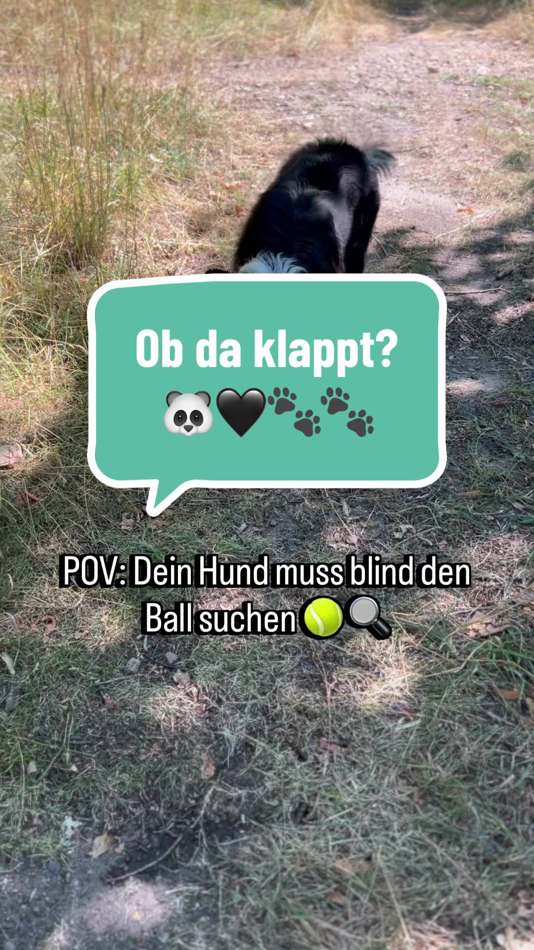 @elas.pet.diary
