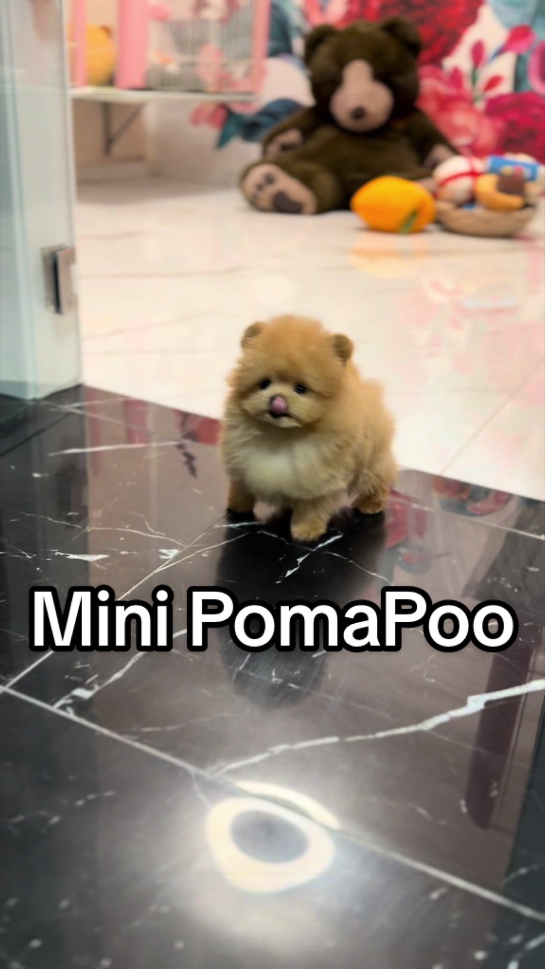 @pom.mydestiny