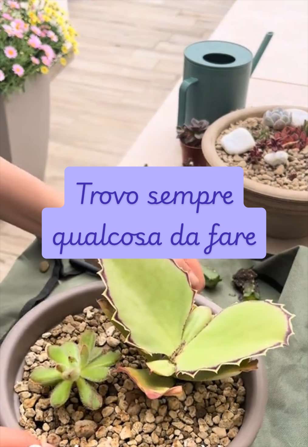 @piccole.spine.felici 🌵