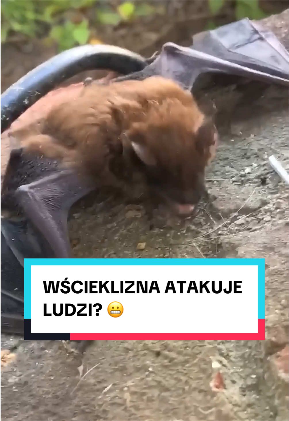 @pandawojtekyt