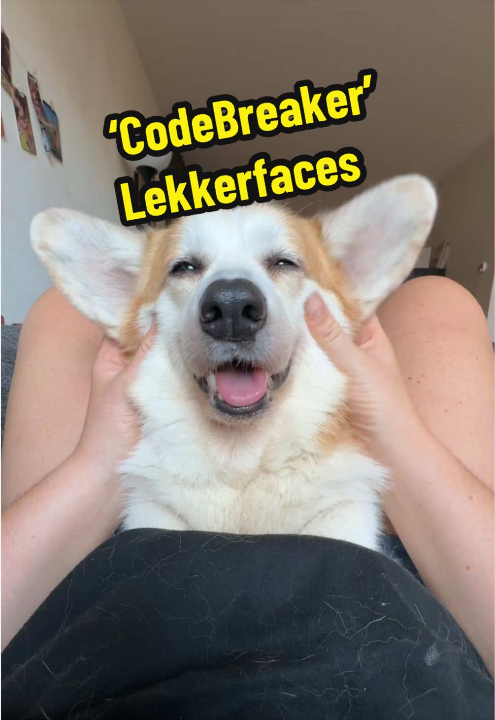 @Kickroll Corgi Charlie 🐶🚀