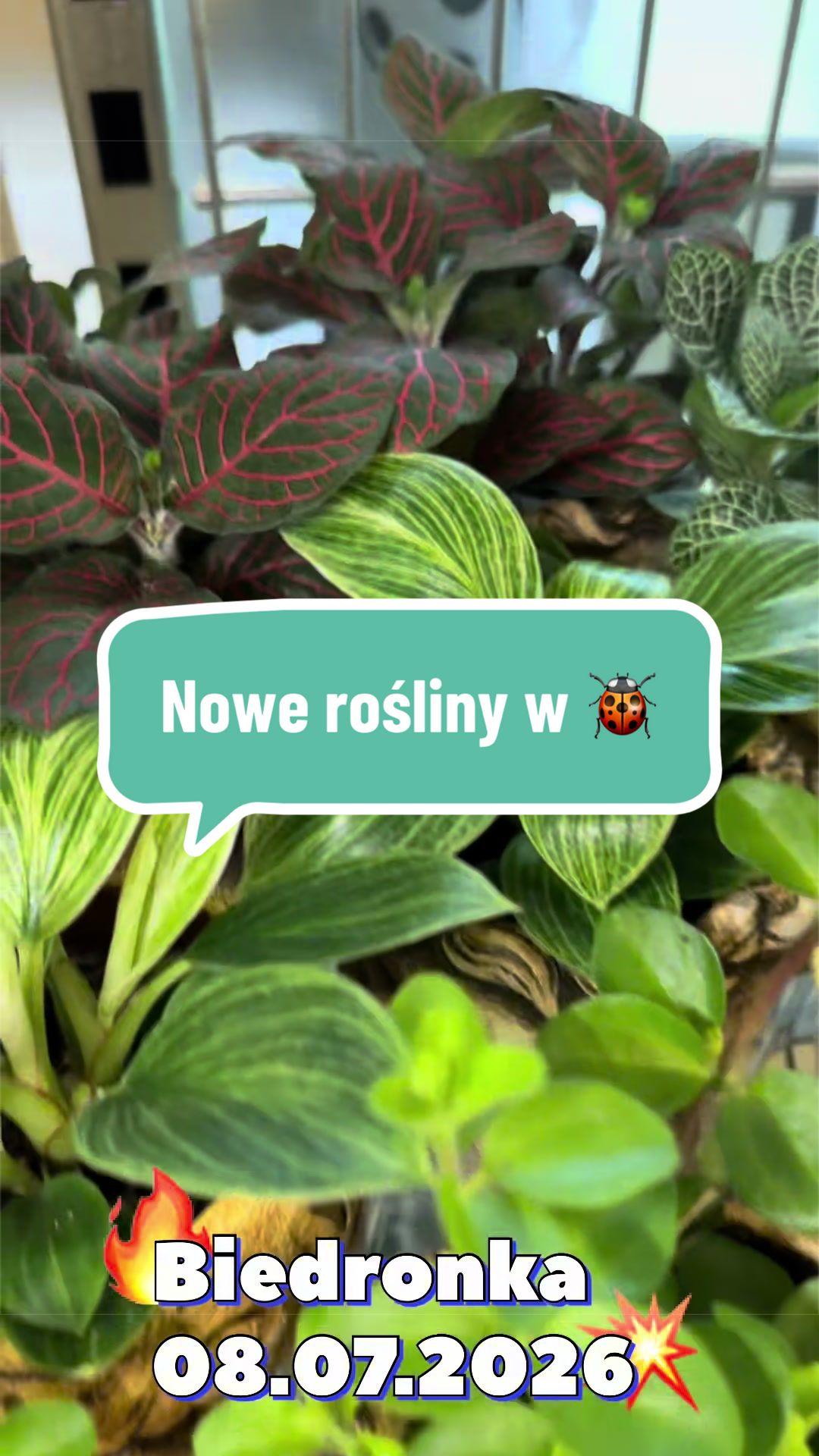 @maciej.plants