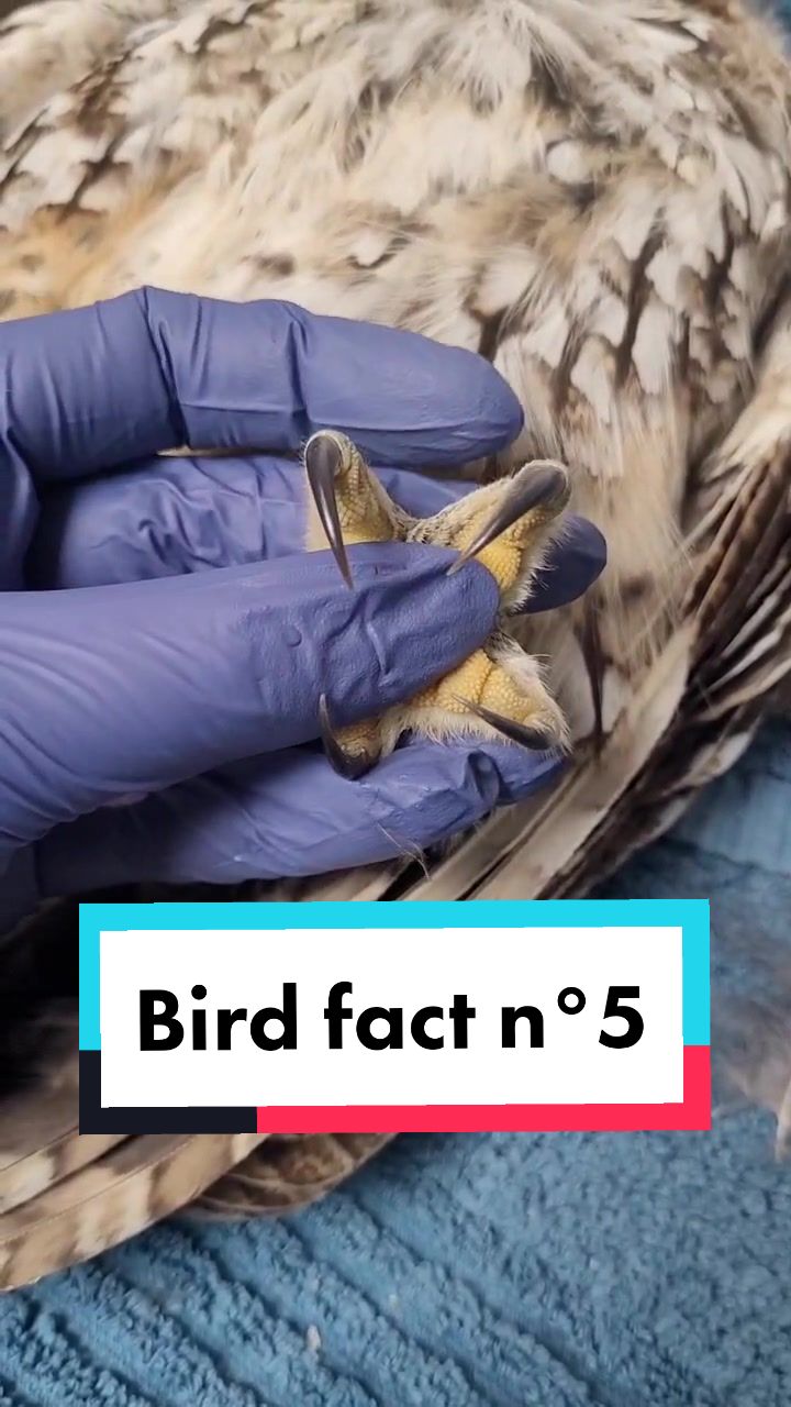@wildlife_rescue_adventure
