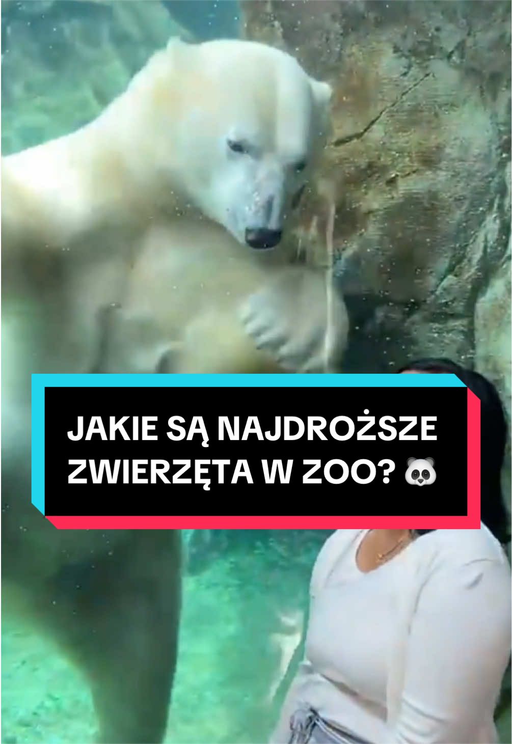 @pandawojtekyt