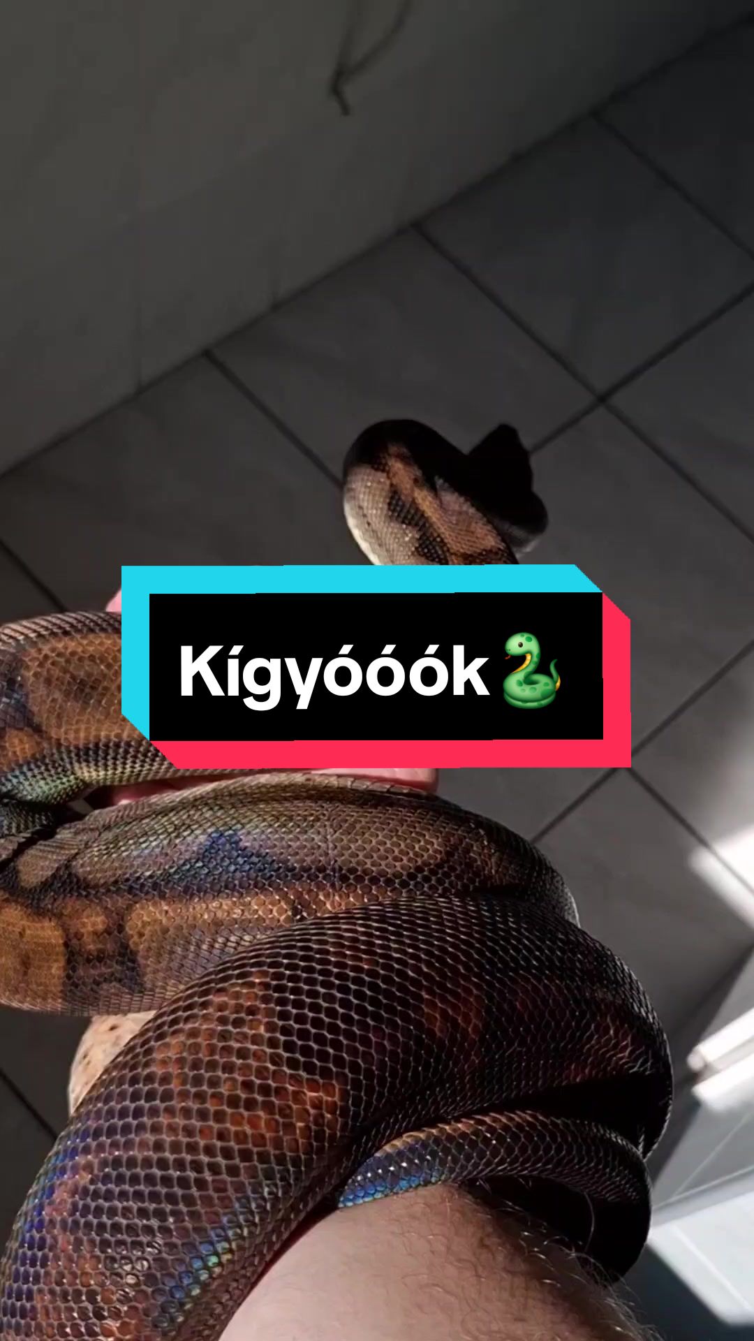 @Milu a Gekk&oacute;s 🦎