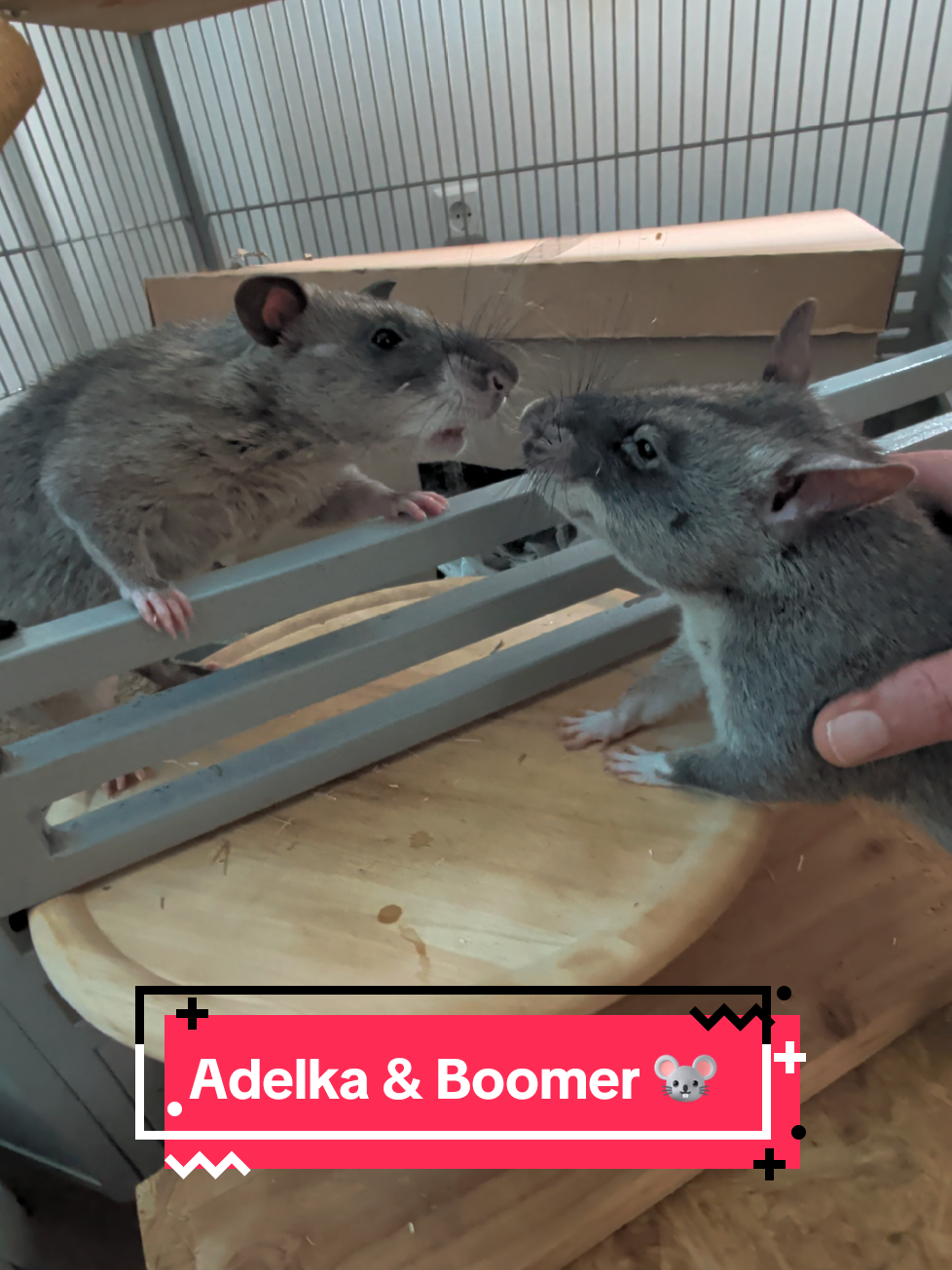 @Ratocalypse 🐀🤣🧀💥