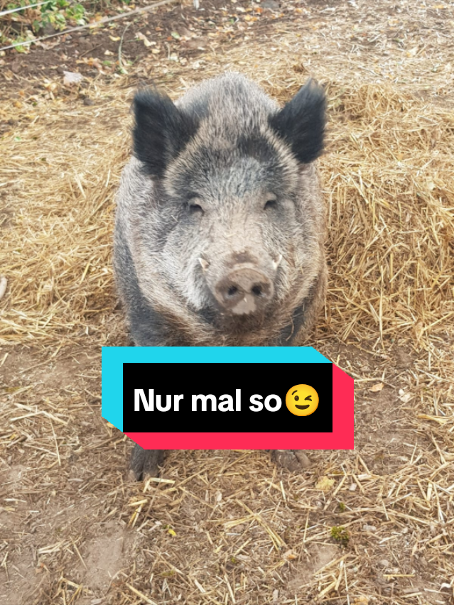 @Lothys wildis 🐗Team wildis 🐗