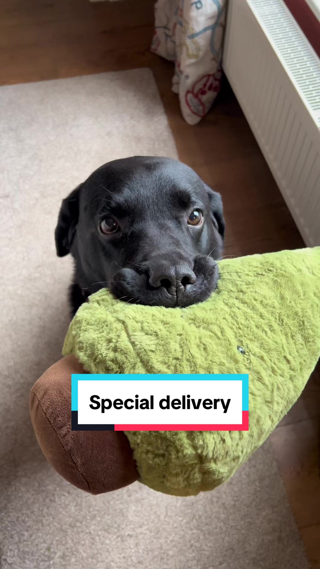 @Denzel The Labraseal