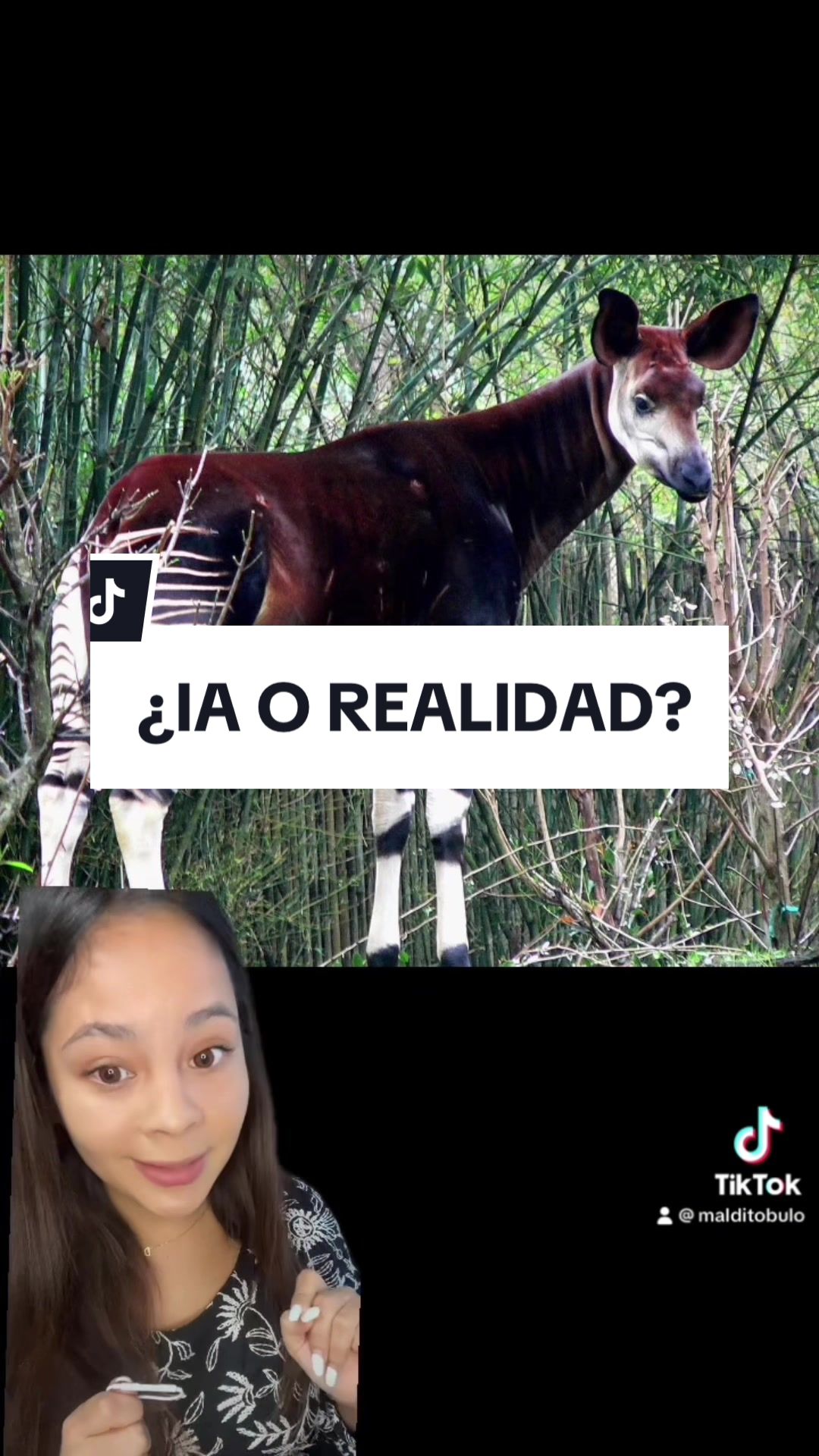 @Maldito Bulo