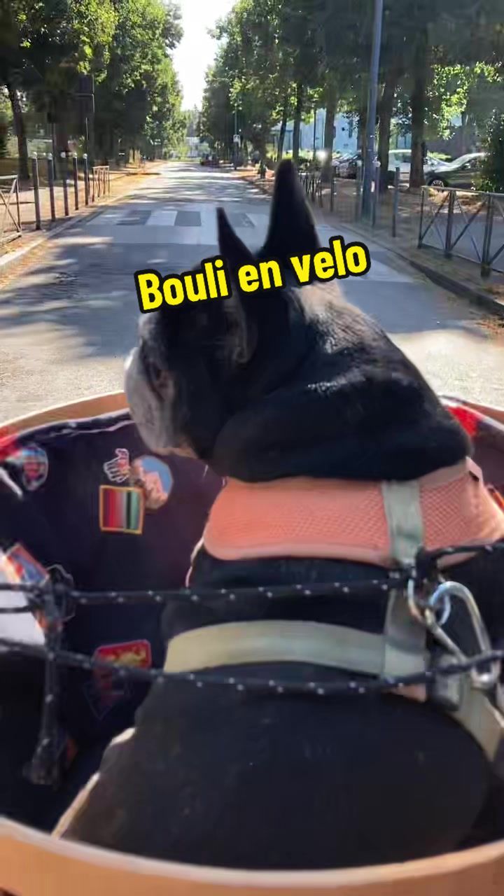 @Lylium