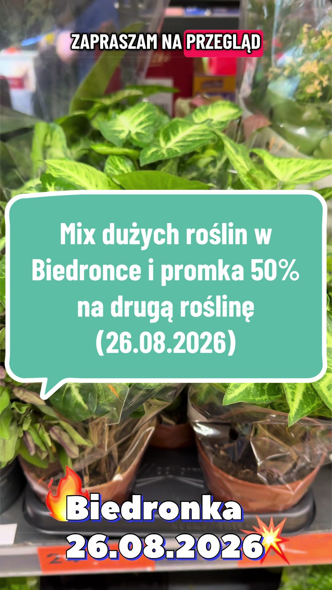 @maciej.plants