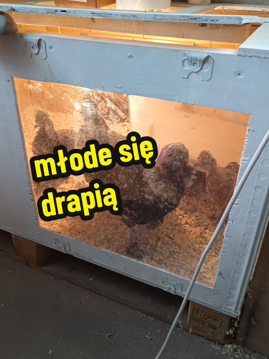 @Marcin ogrodnik