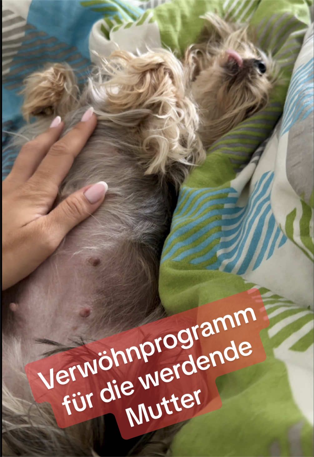 @MeineYorkieVibes