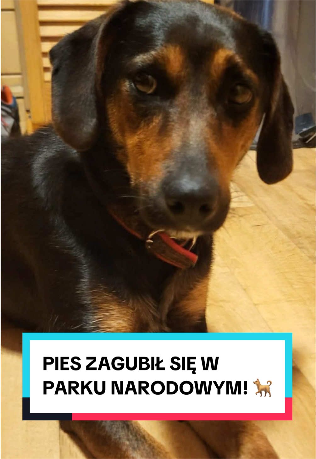 @pandawojtekyt