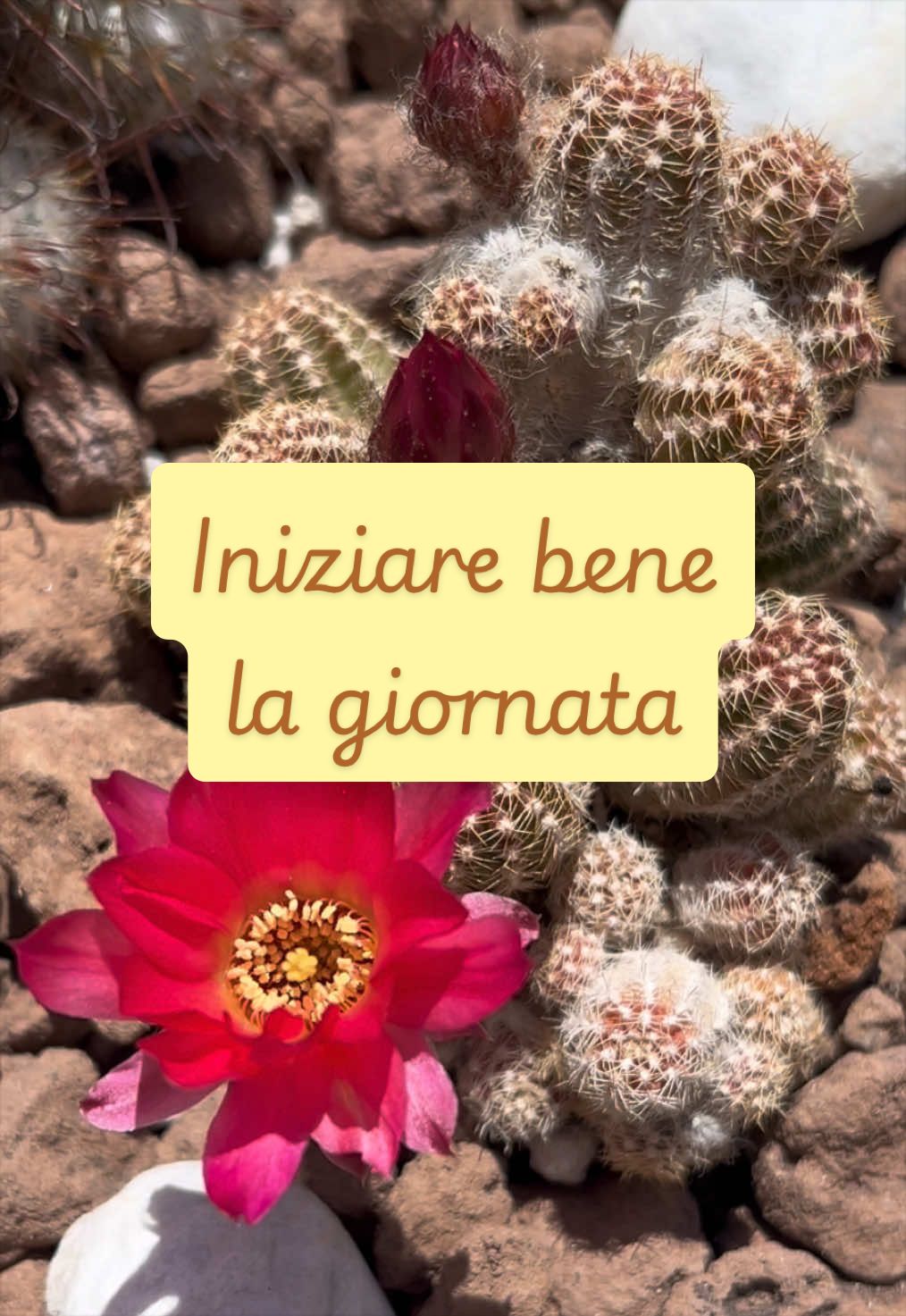 @piccole.spine.felici